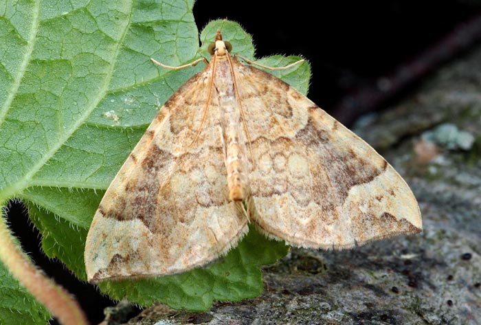 Geometridae- Monte Faverghera